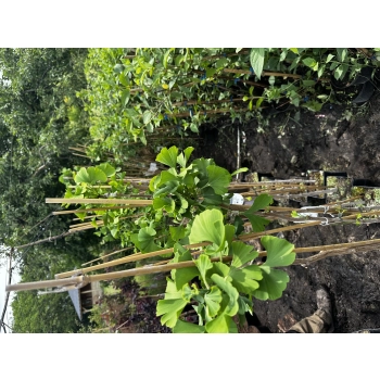 MIŁORZĄB MARIIKEN szczepiony na pniu odporny na mróz - sadzonki 120 / 140 cm
